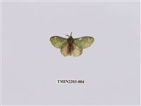 藏品(綠蟻舟蛾)的圖片